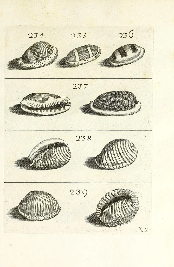 An illustration from Recreatio mentis et oculi in obseruatione animalium testaceorum curiosis naturae inspectoribus, 1684, leaf 483