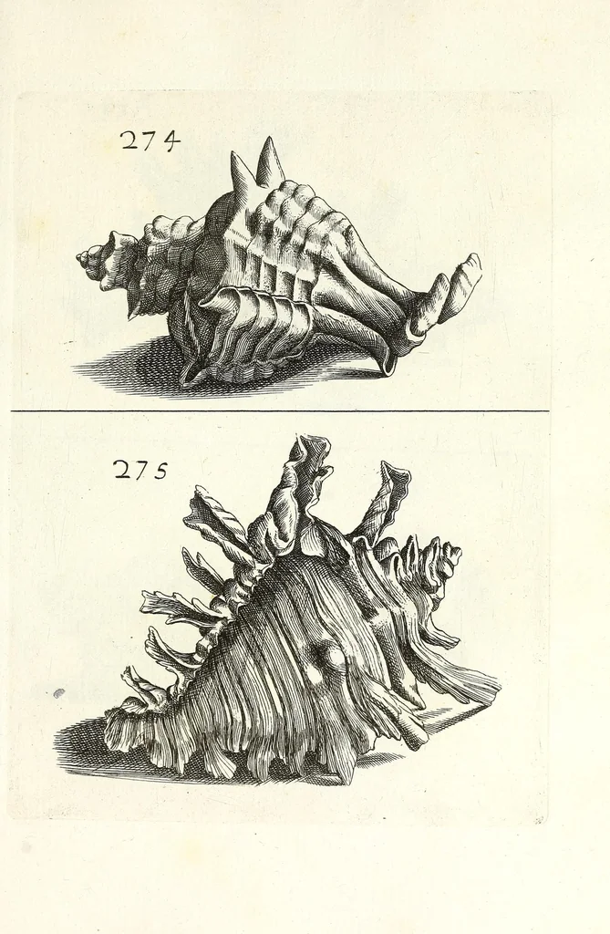 An illustration from Recreatio mentis et oculi in obseruatione animalium testaceorum curiosis naturae inspectoribus, 1684, leaf 501