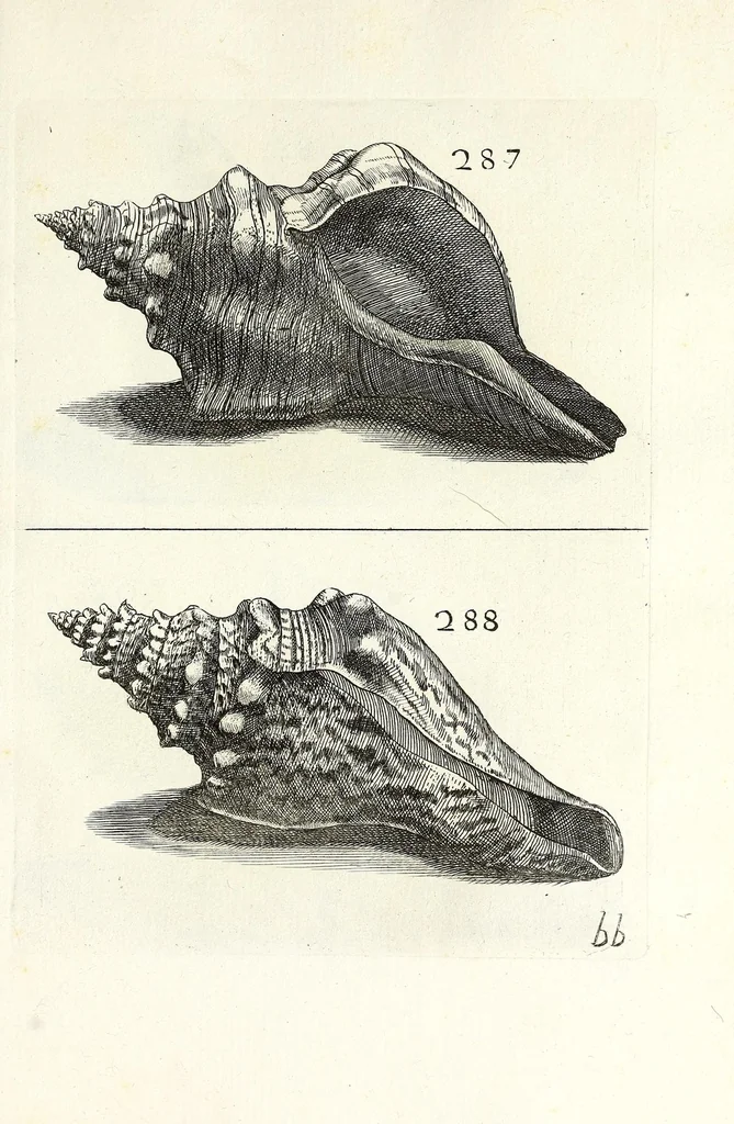 An illustration from Recreatio mentis et oculi in obseruatione animalium testaceorum curiosis naturae inspectoribus, 1684, leaf 513
