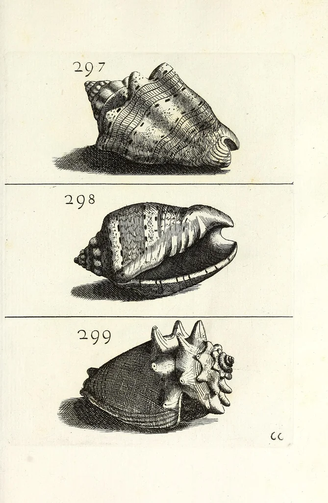 An illustration from Recreatio mentis et oculi in obseruatione animalium testaceorum curiosis naturae inspectoribus, 1684, leaf 521