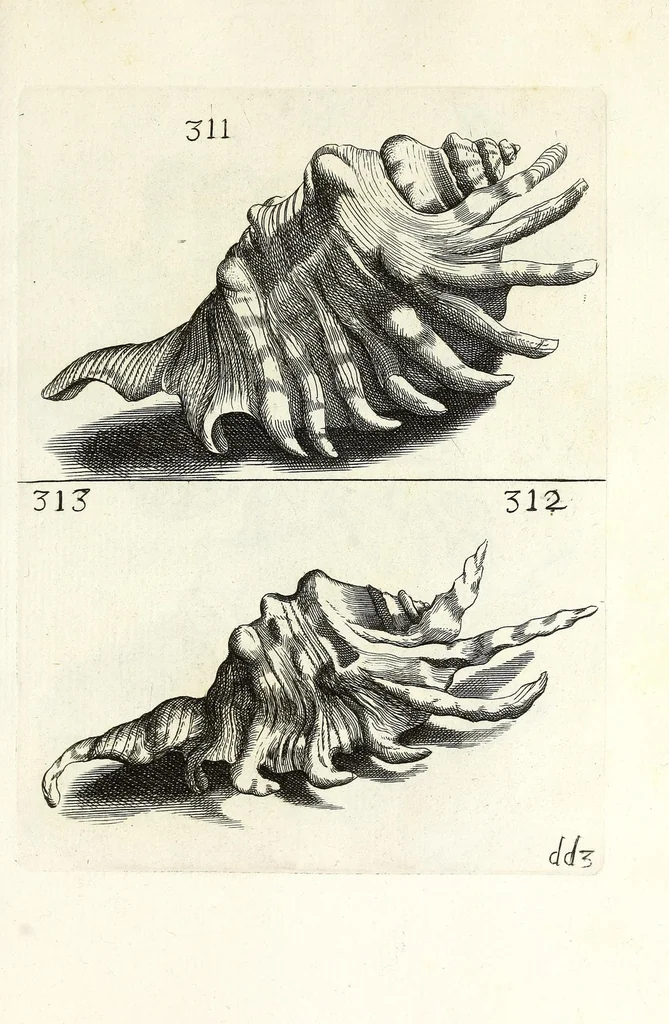 An illustration from Recreatio mentis et oculi in obseruatione animalium testaceorum curiosis naturae inspectoribus, 1684, leaf 533