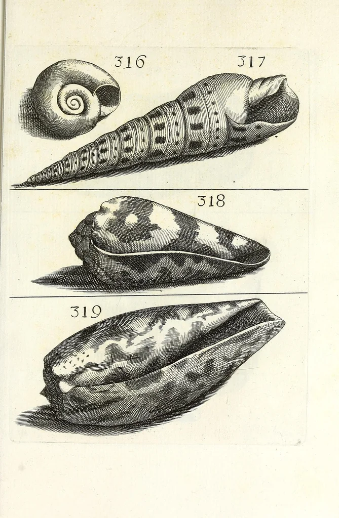 An illustration from Recreatio mentis et oculi in obseruatione animalium testaceorum curiosis naturae inspectoribus, 1684, leaf 537