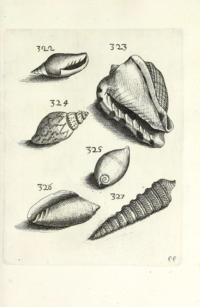 An illustration from Recreatio mentis et oculi in obseruatione animalium testaceorum curiosis naturae inspectoribus, 1684, leaf 541