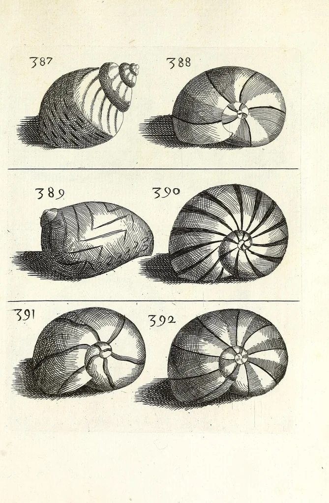 An illustration from Recreatio mentis et oculi in obseruatione animalium testaceorum curiosis naturae inspectoribus, 1684, leaf 571