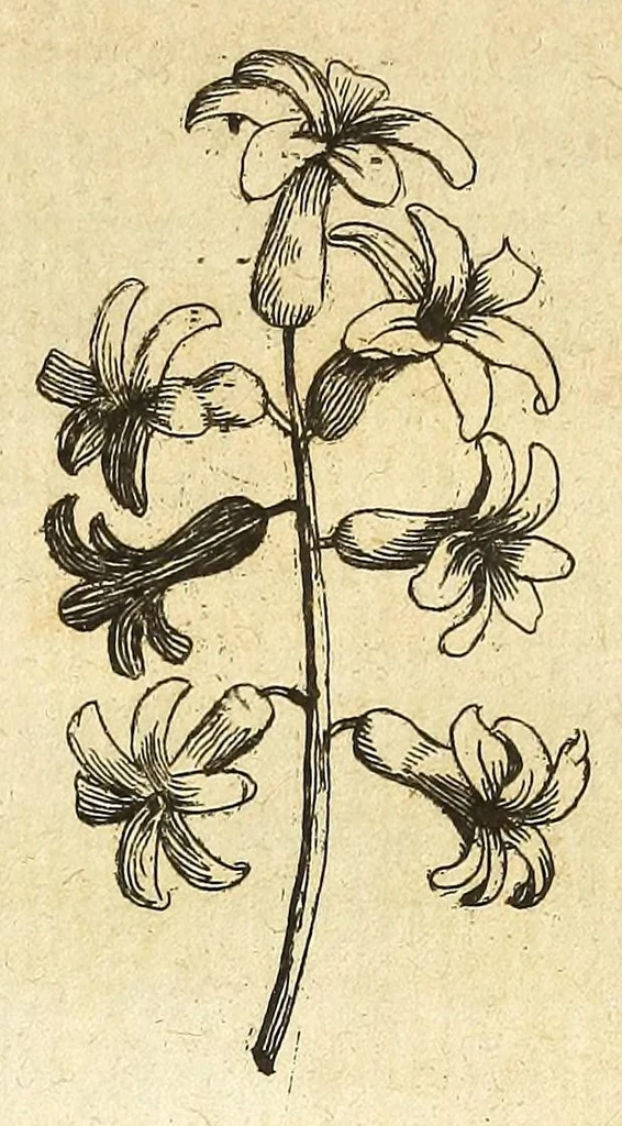 An illustration from Recreatio mentis et oculi in obseruatione animalium testaceorum curiosis naturae inspectoribus, 1684, leaf 61