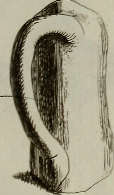 An illustration from Recueil d'antiquités égyptiennes, étrusques, greques et romaines, 1752, leaf 674