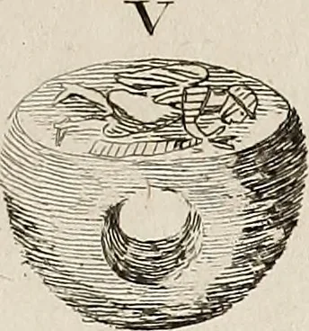 An illustration from Recueil d'antiquités égyptiennes, étrusques, greques et romaines, 1752, leaf 544