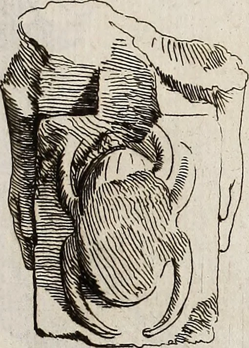 An illustration from Recueil d'antiquités égyptiennes, étrusques, greques et romaines, 1752, leaf 104