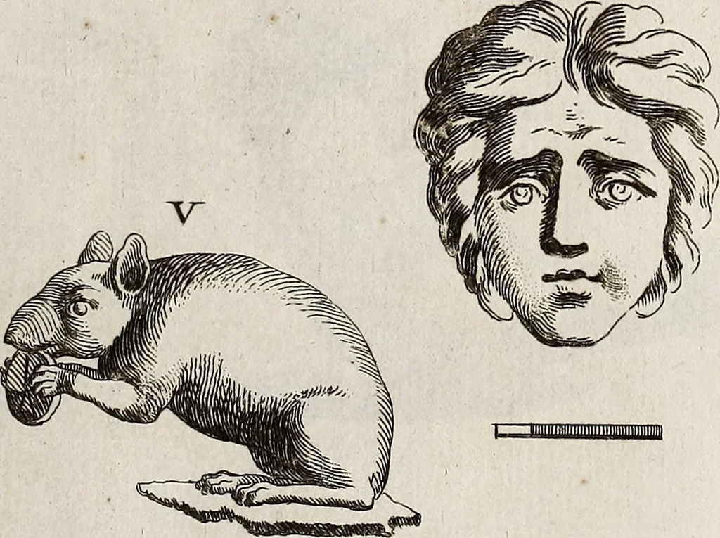 An illustration from Recueil d'antiquités égyptiennes, étrusques, greques et romaines, 1752, leaf 554