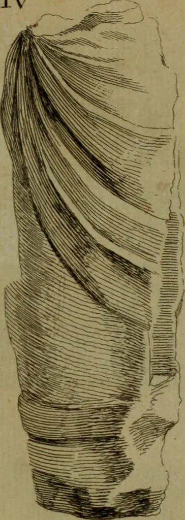 An illustration from Recueil d'antiquités égyptiennes, étrusques, greques et romaines, 1752, leaf 466
