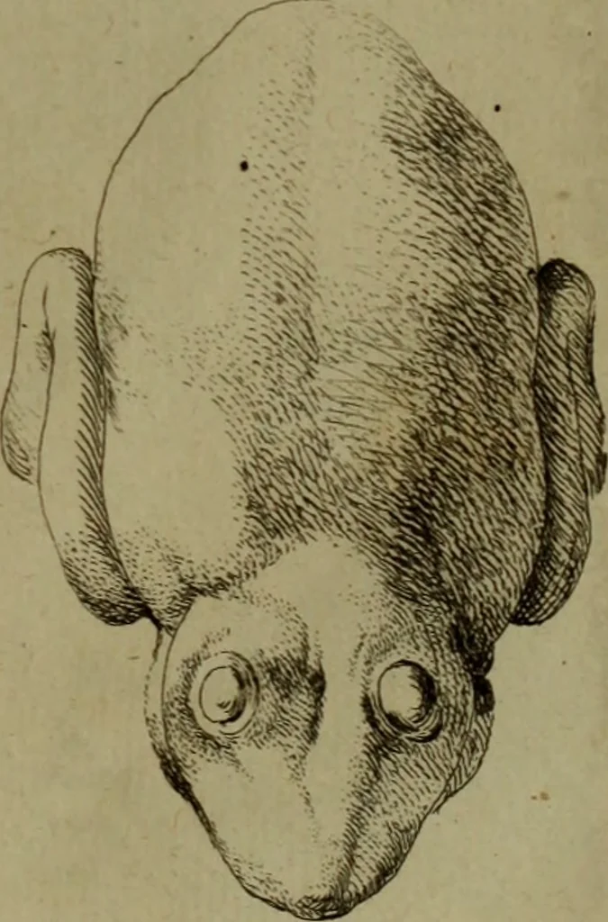 An illustration from Recueil d'antiquités égyptiennes, étrusques, greques et romaines, 1752, leaf 520