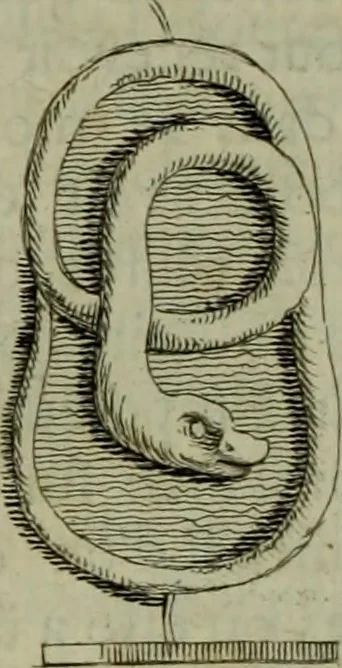 An illustration from Recueil d'antiquités égyptiennes, étrusques, greques et romaines, 1752, leaf 95