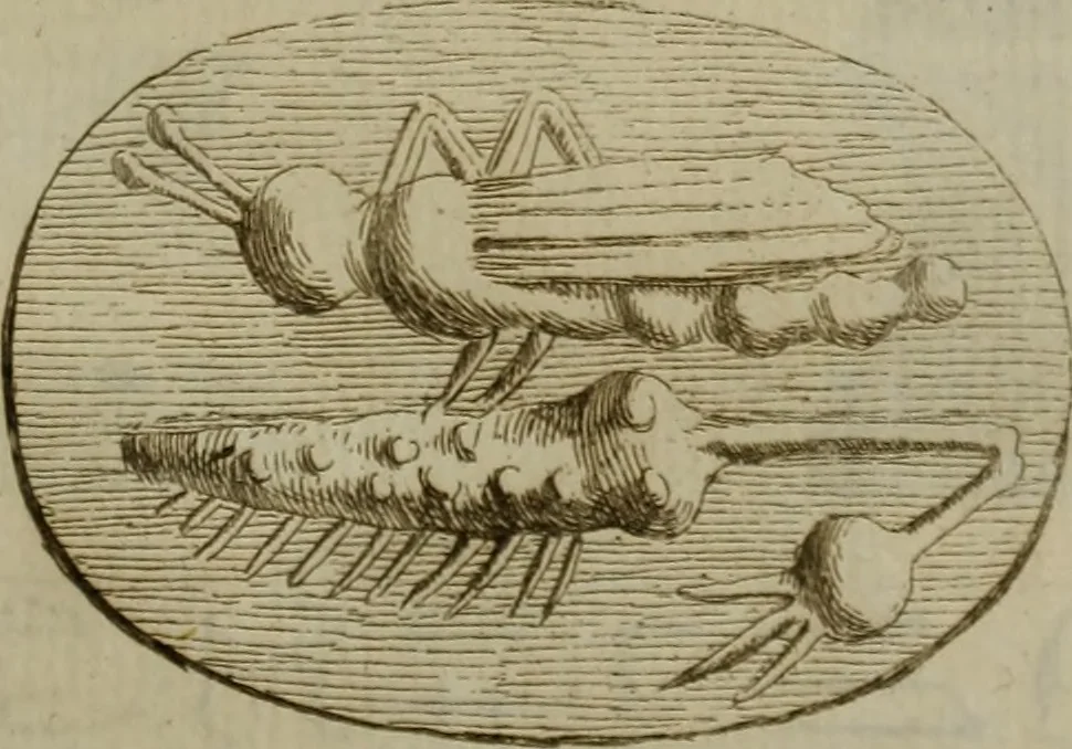 An illustration from Recueil d'antiquités égyptiennes, étrusques, greques et romaines, 1752, leaf 124