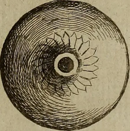 An illustration from Recueil d'antiquités égyptiennes, étrusques, greques et romaines, 1752, leaf 204