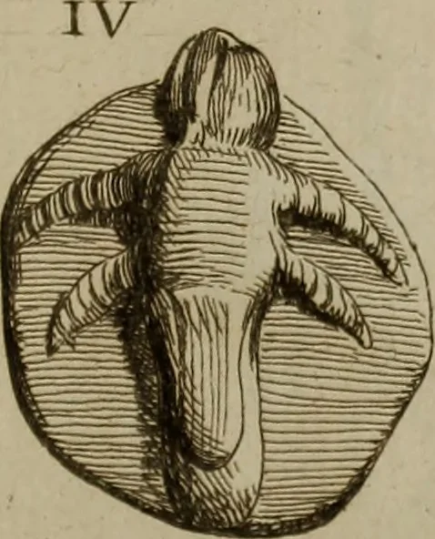 An illustration from Recueil d'antiquités égyptiennes, étrusques, greques et romaines, 1752, leaf 544