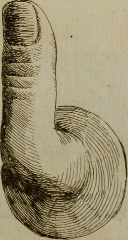 An illustration from Recueil d'antiquités égyptiennes, étrusques, greques et romaines, 1752, leaf 550