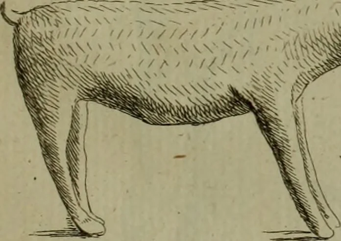 An illustration from Recueil d'antiquités égyptiennes, étrusques, greques et romaines, 1752, leaf 214