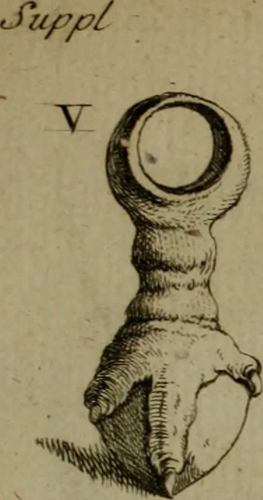 An illustration from Recueil d'antiquités égyptiennes, étrusques, greques et romaines, 1752, leaf 276