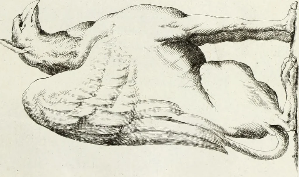 An illustration from Recueil d'antiquités romaines, ou, Voyage d'Italie : composé de 66 planches : dans lequel on trouve divers vases, autels, trépieds, arabesques, et autres sujets gravés d'après les dessins que différens artistes ont faits pendant leur séjour en Italie, 1771, leaf 118