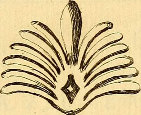 An illustration from Recueil d'antiquités égyptiennes, étrusques, greques et romaines, 1752, leaf 206