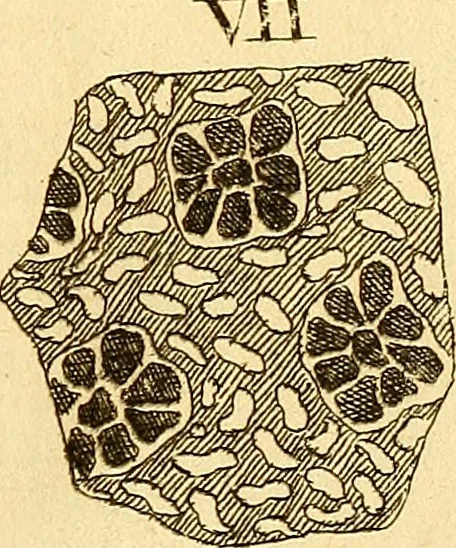 An illustration from Recueil d'antiquités égyptiennes, étrusques, greques et romaines, 1752, leaf 566