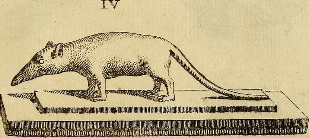 An illustration from Recueil d'antiquités égyptiennes, étrusques, greques et romaines, 1752, leaf 134