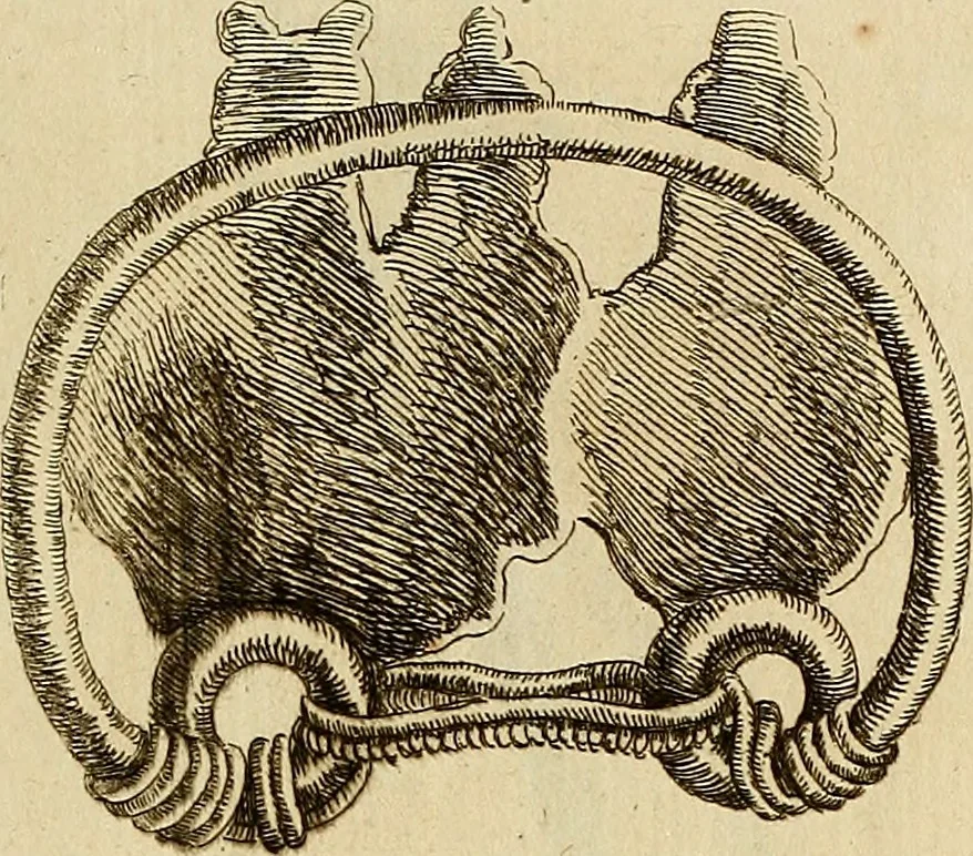An illustration from Recueil d'antiquités égyptiennes, étrusques, greques et romaines, 1752, leaf 556