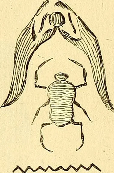 An illustration from Recueil d'antiquités égyptiennes, étrusques, greques et romaines, 1752, leaf 130