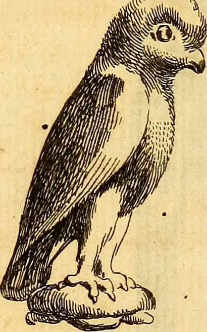 An illustration from Recueil d'antiquités égyptiennes, étrusques, greques et romaines, 1752, leaf 314