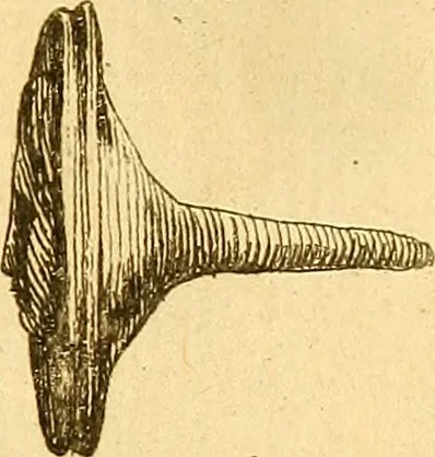 An illustration from Recueil d'antiquités égyptiennes, étrusques, greques et romaines, 1752, leaf 544