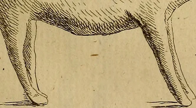 An illustration from Recueil d'antiquités égyptiennes, étrusques, greques et romaines, 1752, leaf 216