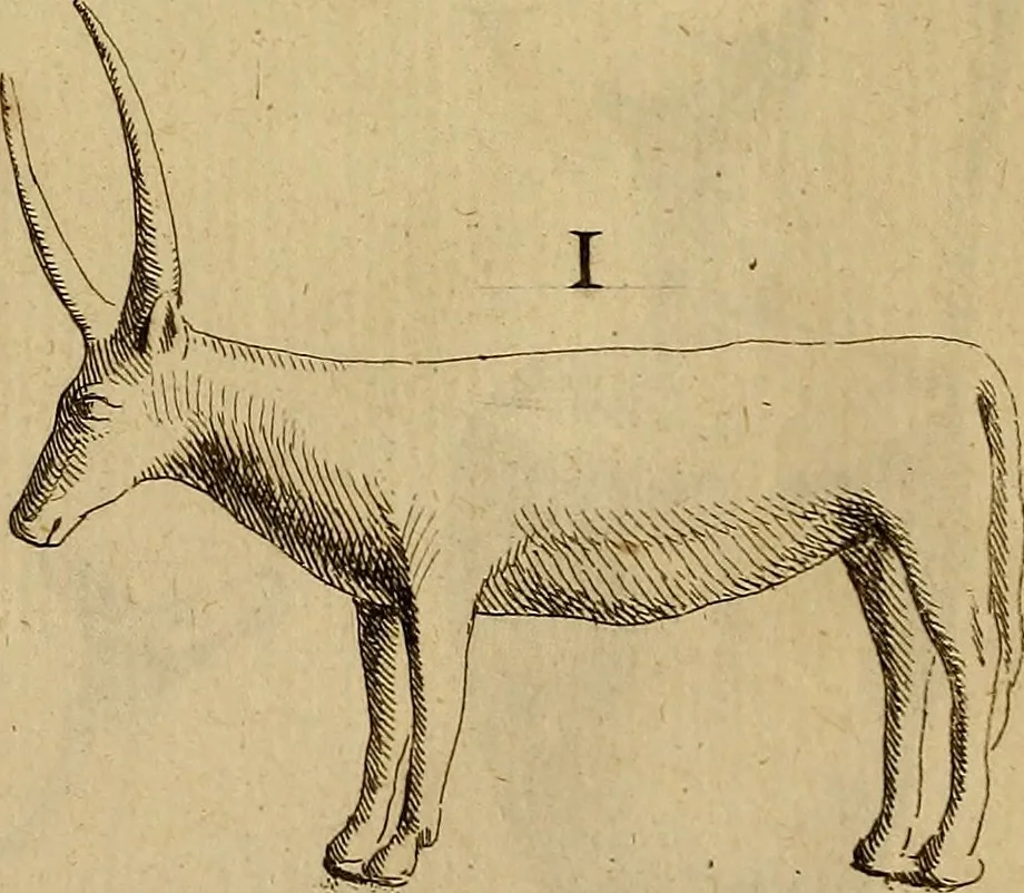 An illustration from Recueil d'antiquités égyptiennes, étrusques, greques et romaines, 1752, leaf 216