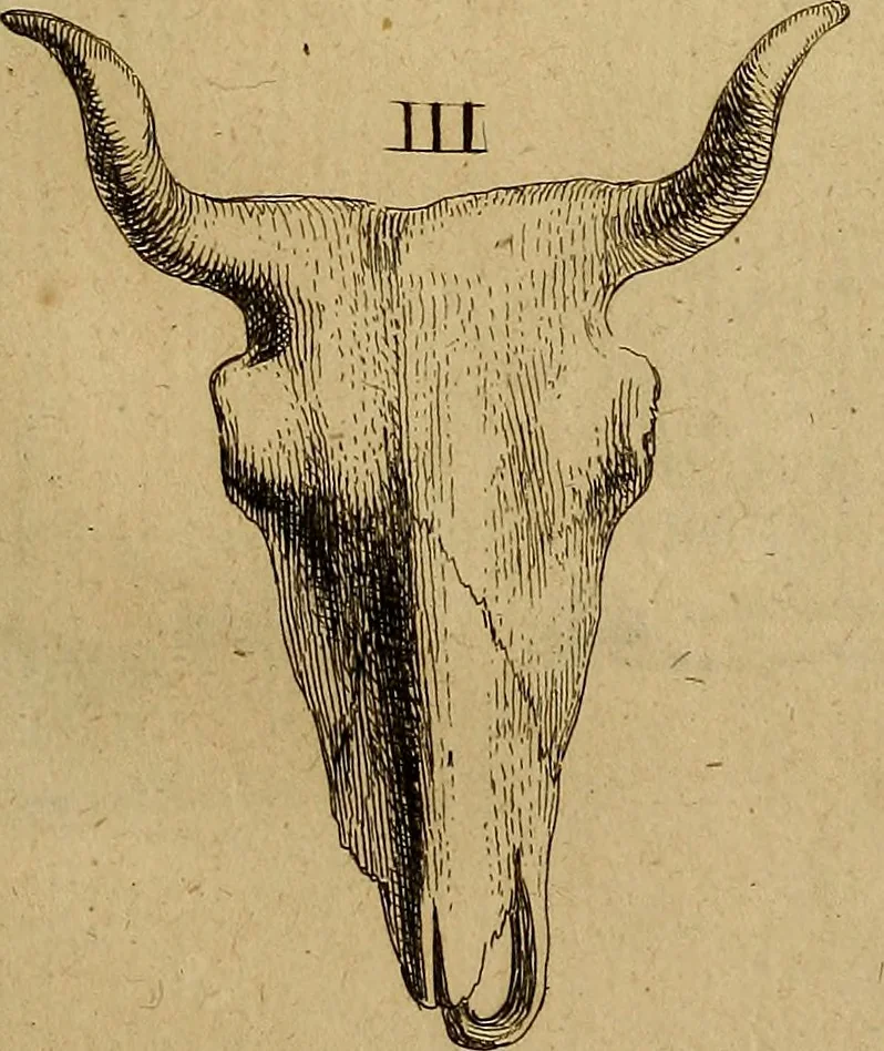 An illustration from Recueil d'antiquités égyptiennes, étrusques, greques et romaines, 1752, leaf 384