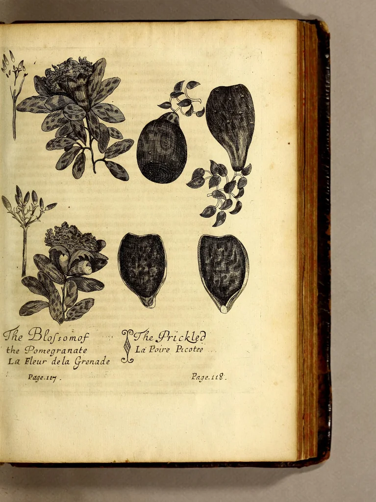 An illustration from Recueil de divers voyages faits en Afrique et en l'Amerique, qui n'on t point esté encore publiez; : contenant l'origine, les moeurs, les coûtumes & le commerce des habitans de ces deux parties du monde. : Avec des traitez curieux touchant la Haute Ethyopie, le débordement du Nil, la mer Rouge, & le Prete-Jean. : Le tout enrichi de figures, & de cartes geographiques, qui servent à l'intelligence des choses contenuës en ce volume, 1674, leaf 165