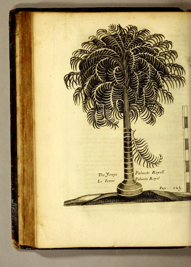 An illustration from Recueil de divers voyages faits en Afrique et en l'Amerique, qui n'on t point esté encore publiez; : contenant l'origine, les moeurs, les coûtumes & le commerce des habitans de ces deux parties du monde. : Avec des traitez curieux touchant la Haute Ethyopie, le débordement du Nil, la mer Rouge, & le Prete-Jean. : Le tout enrichi de figures, & de cartes geographiques, qui servent à l'intelligence des choses contenuës en ce volume, 1674, leaf 174