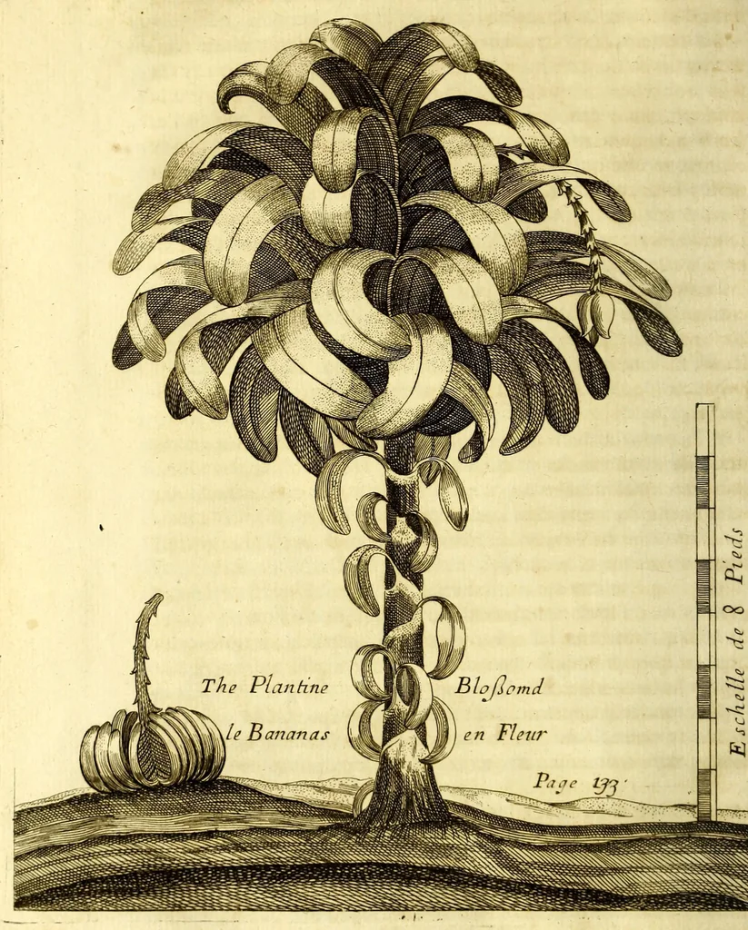 An illustration from Recueil de divers voyages faits en Afrique et en l'Amerique, qui n'on t point esté encore publiez; : contenant l'origine, les moeurs, les coûtumes & le commerce des habitans de ces deux parties du monde. : Avec des traitez curieux touchant la Haute Ethyopie, le débordement du Nil, la mer Rouge, & le Prete-Jean. : Le tout enrichi de figures, & de cartes geographiques, qui servent à l'intelligence des choses contenuës en ce volume, 1674, leaf 186