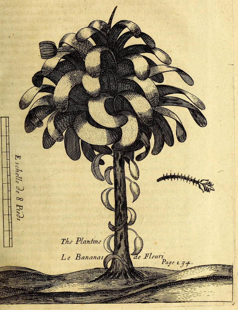 An illustration from Recueil de divers voyages faits en Afrique et en l'Amerique, qui n'on t point esté encore publiez; : contenant l'origine, les moeurs, les coûtumes & le commerce des habitans de ces deux parties du monde. : Avec des traitez curieux touchant la Haute Ethyopie, le débordement du Nil, la mer Rouge, & le Prete-Jean. : Le tout enrichi de figures, & de cartes geographiques, qui servent à l'intelligence des choses contenuës en ce volume, 1674, leaf 189