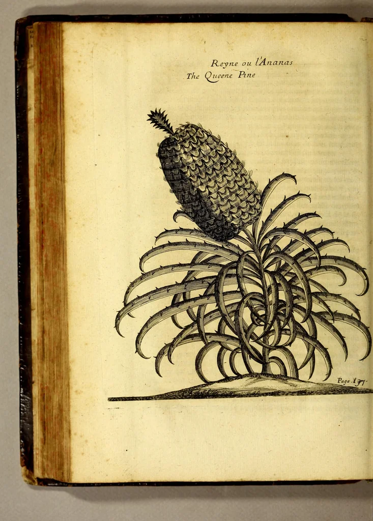 An illustration from Recueil de divers voyages faits en Afrique et en l'Amerique, qui n'on t point esté encore publiez; : contenant l'origine, les moeurs, les coûtumes & le commerce des habitans de ces deux parties du monde. : Avec des traitez curieux touchant la Haute Ethyopie, le débordement du Nil, la mer Rouge, & le Prete-Jean. : Le tout enrichi de figures, & de cartes geographiques, qui servent à l'intelligence des choses contenuës en ce volume, 1674, leaf 194