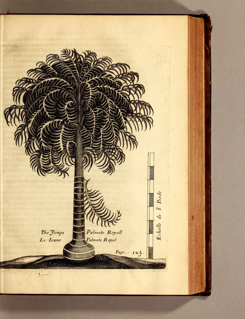 An illustration from Recueil de divers voyages faits en Afrique et en l'Amerique, qui n'on t point esté encore publiez; : contenant l'origine, les moeurs, les coûtumes & le commerce des habitans de ces deux parties du monde. : Avec des traitez curieux touchant la Haute Ethyopie, le débordement du Nil, la mer Rouge, & le Prete-Jean. : Le tout enrichi de figures, & de cartes geographiques, qui servent à l'intelligence des choses contenuës en ce volume, 1684, leaf 151