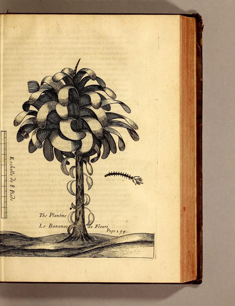 An illustration from Recueil de divers voyages faits en Afrique et en l'Amerique, qui n'on t point esté encore publiez; : contenant l'origine, les moeurs, les coûtumes & le commerce des habitans de ces deux parties du monde. : Avec des traitez curieux touchant la Haute Ethyopie, le débordement du Nil, la mer Rouge, & le Prete-Jean. : Le tout enrichi de figures, & de cartes geographiques, qui servent à l'intelligence des choses contenuës en ce volume, 1684, leaf 167