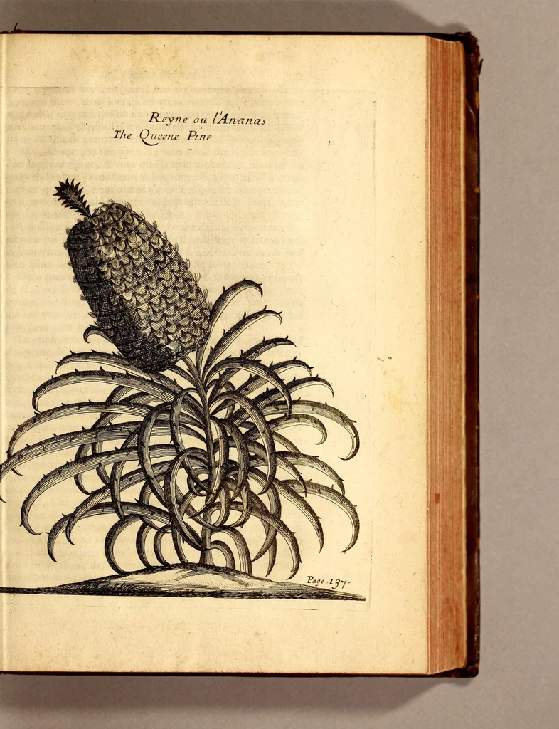 An illustration from Recueil de divers voyages faits en Afrique et en l'Amerique, qui n'on t point esté encore publiez; : contenant l'origine, les moeurs, les coûtumes & le commerce des habitans de ces deux parties du monde. : Avec des traitez curieux touchant la Haute Ethyopie, le débordement du Nil, la mer Rouge, & le Prete-Jean. : Le tout enrichi de figures, & de cartes geographiques, qui servent à l'intelligence des choses contenuës en ce volume, 1684, leaf 171