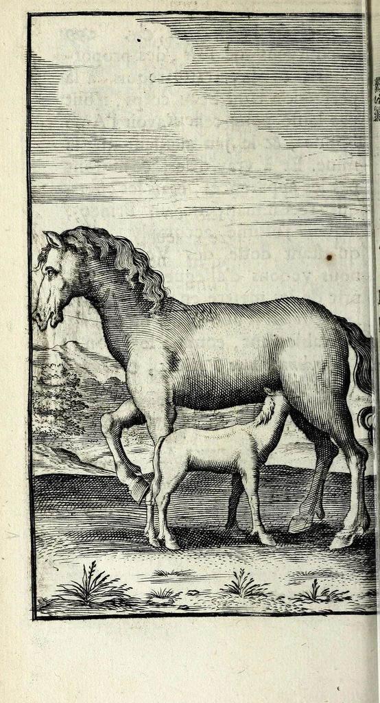 An illustration from Recueil d'emblêmes, ou, Tableaux des sciences & des vertus morales, 1685, leaf 312