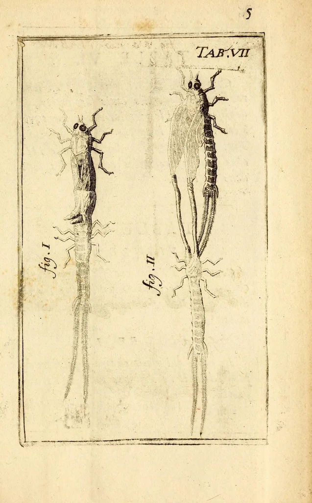 An illustration from Recueil de voyages, 1681, leaf 155