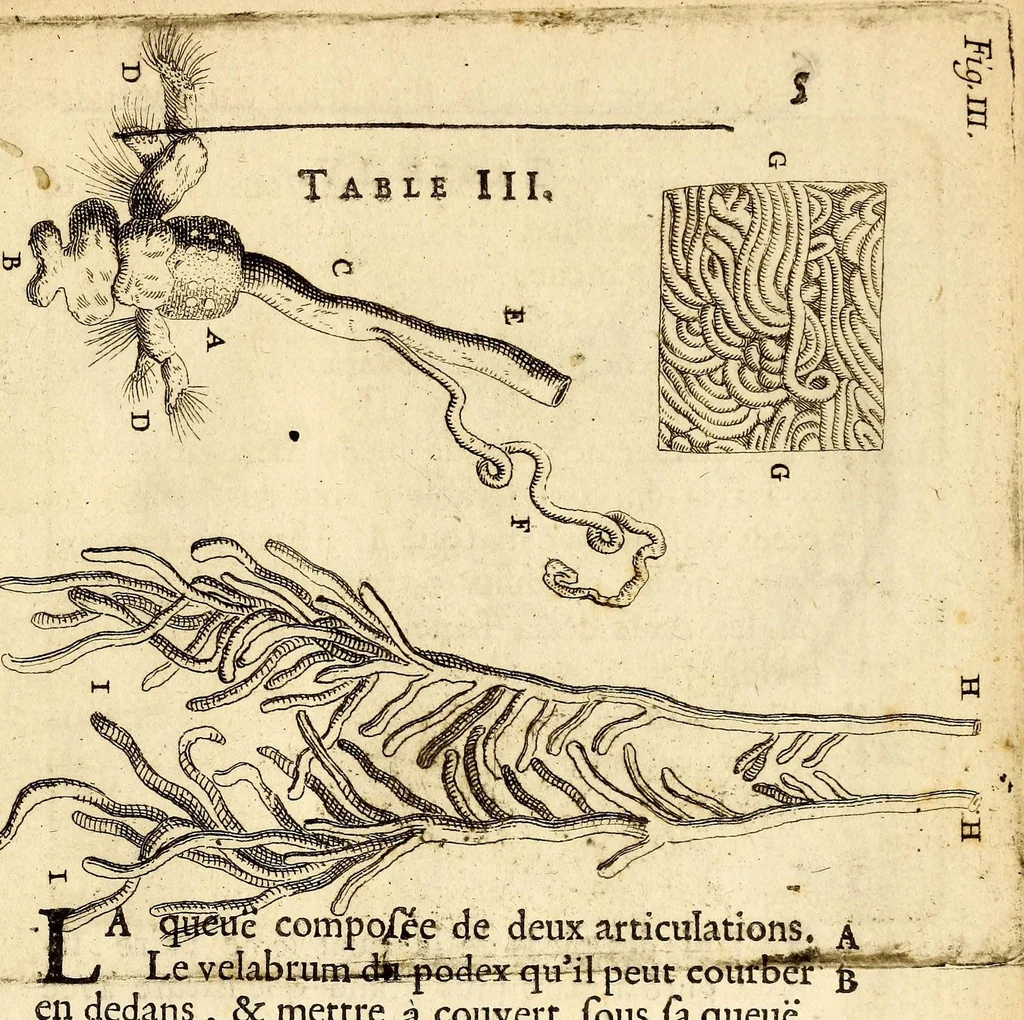 An illustration from Recueil de voyages, 1681, leaf 173