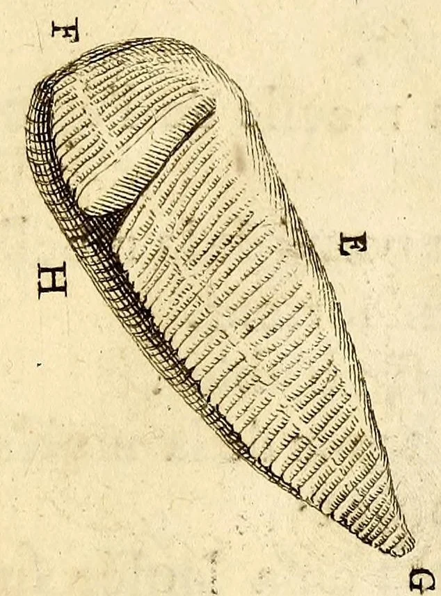 An illustration from Recueil de voyages, 1681, leaf 175