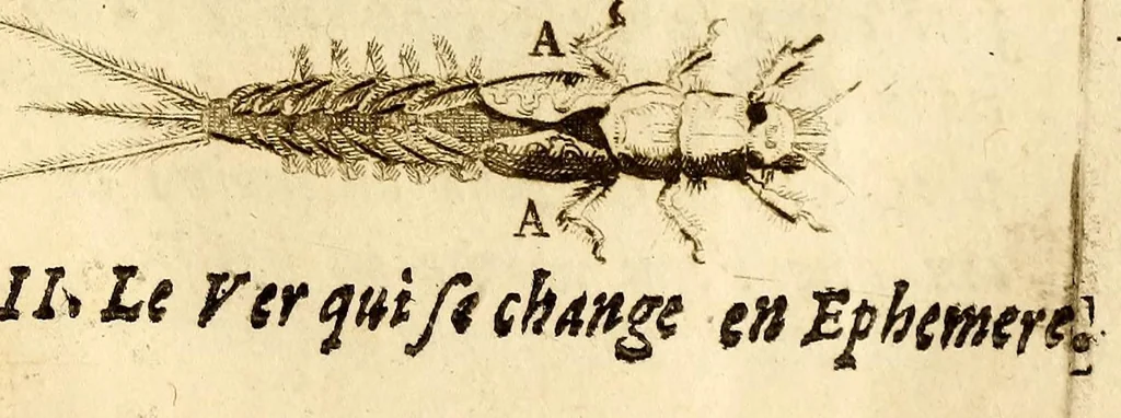 An illustration from Recueil de voyages, 1681, leaf 153