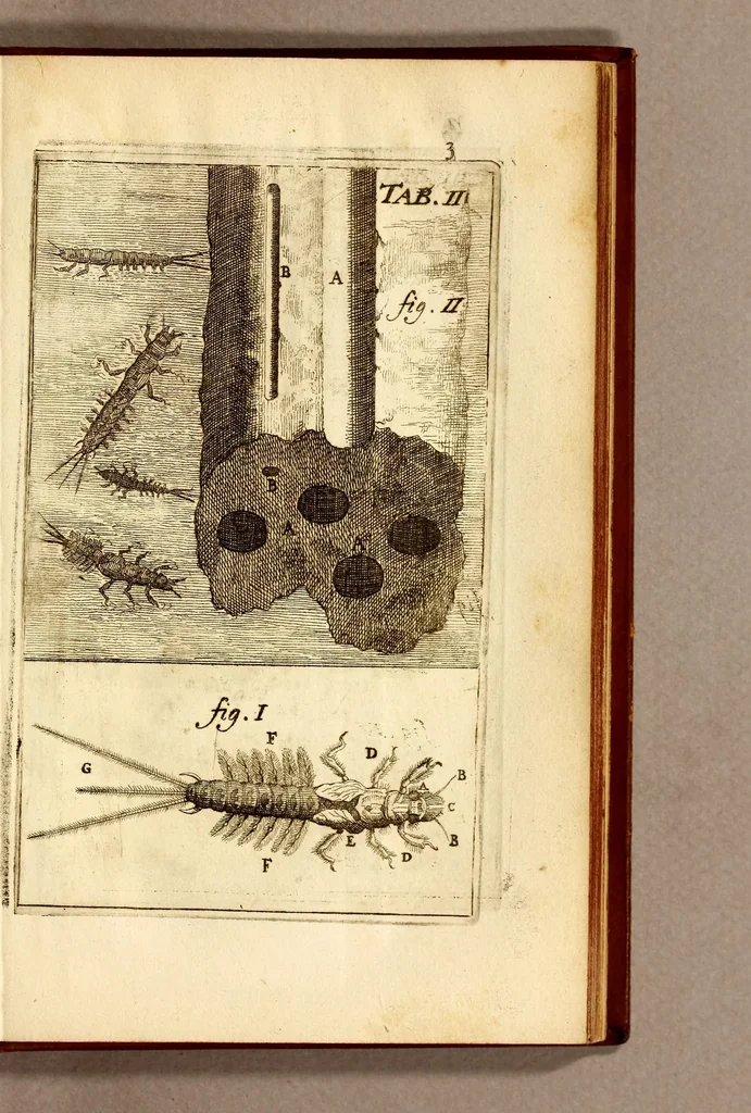 An illustration from Recueil de voyages, 1681, leaf 155