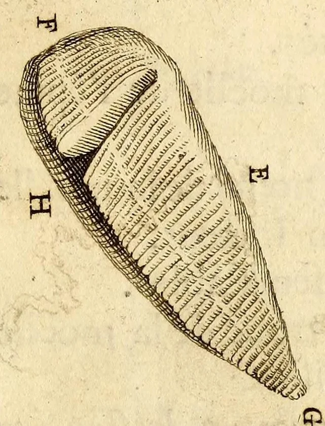 An illustration from Recueil de voyages, 1681, leaf 177