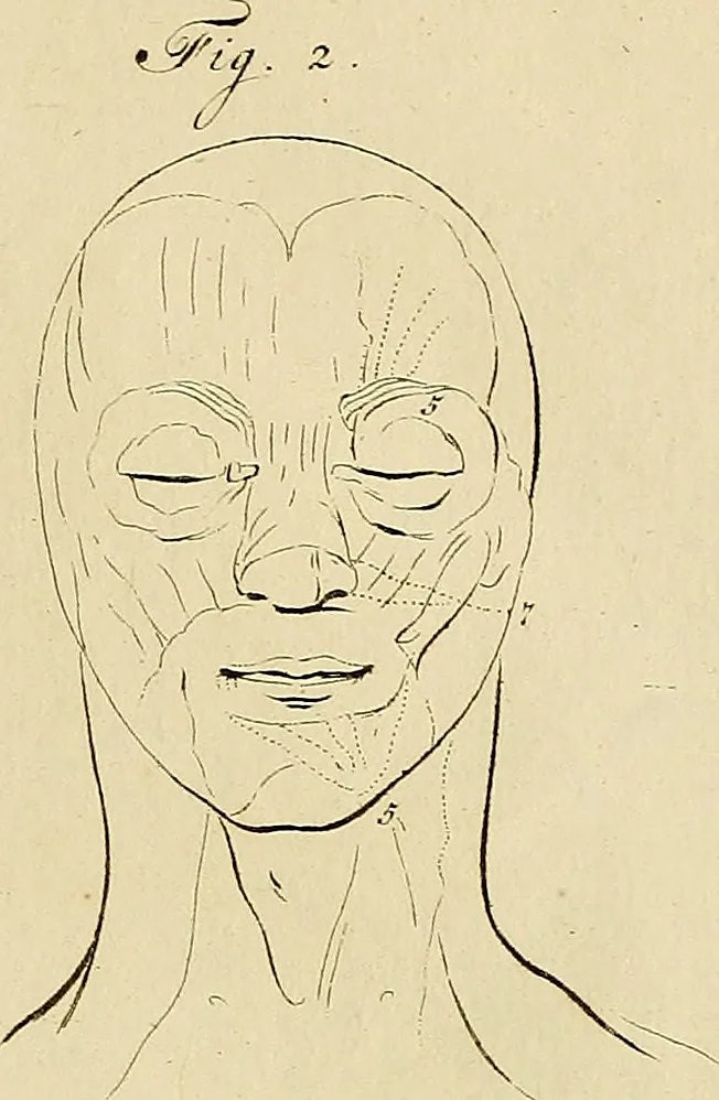 An illustration from Redenvoeringen van wylen Petrus Camper, over de wyze, om de onderscheidene hartstogten op onze wezens te verbeelden : over de verbaazende overeenkomst tusschen de viervoetige dieren, de vogelen, de visschen en den mensch, en over het gedaante schoon : gehouden in de Teken Academie te Amsterdam, 1792, leaf 116