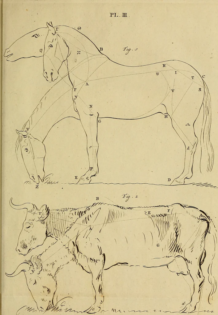 An illustration from Redenvoeringen van wylen Petrus Camper, over de wyze, om de onderscheidene hartstogten op onze wezens te verbeelden : over de verbaazende overeenkomst tusschen de viervoetige dieren, de vogelen, de visschen en den mensch, en over het gedaante schoon : gehouden in de Teken Academie te Amsterdam, 1792, leaf 120